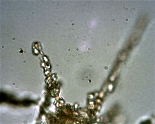 Crosta giallastra da determinare. (Coniophora arida)